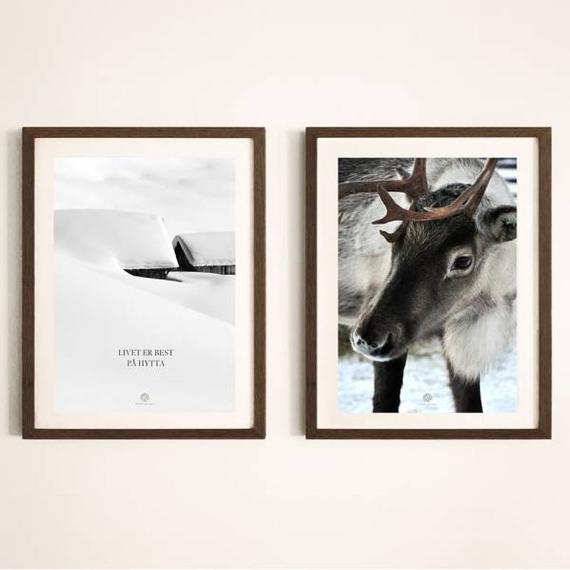Reinsdyr | 50x70 Plakat